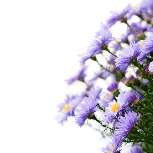 淡紫色的雏菊 — 图库照片