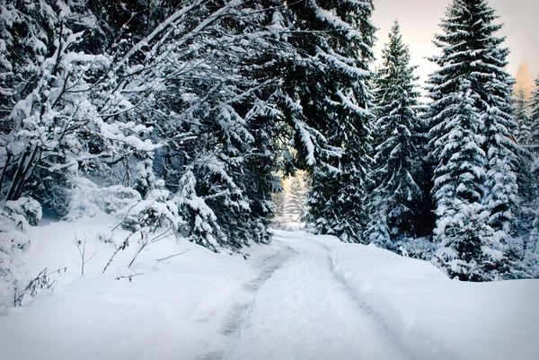 Wintertannenwald — Stockfoto