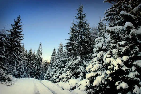 Winter fir-tree forest — Stock Photo, Image