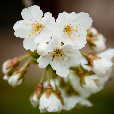 Cherry blossom on tree clipart