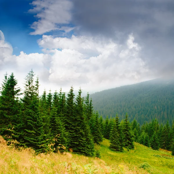 Paisagem de montanhas com floresta de pinheiros — Fotografia de Stock