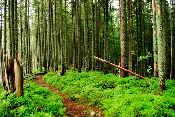 Лес с упавшими деревьями — стоковое фото
