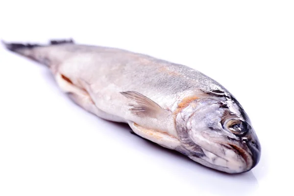 Trout isolated — Stock Photo, Image