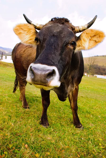 Αγελάδες βόσκουν σε πεδίο — Φωτογραφία Αρχείου