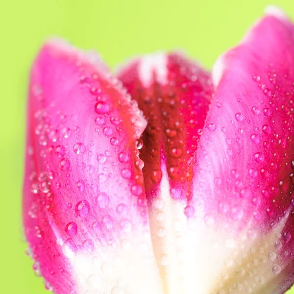 Cabeza de tulipán con gotas de agua — Foto de Stock