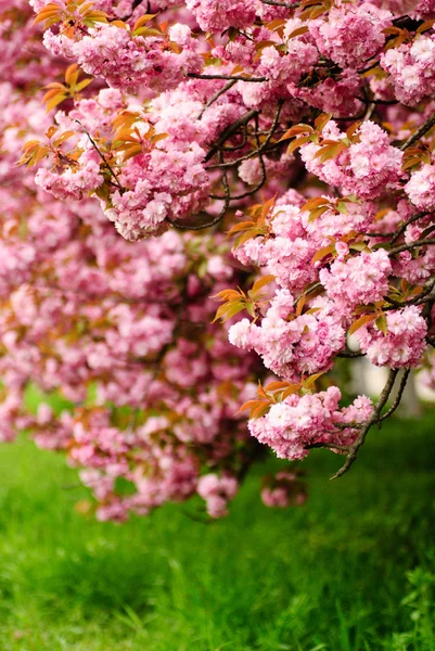 Sakura virágzó — Stock Fotó