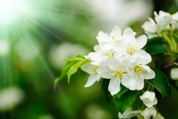 마르멜로 나무 꽃 매크로 — 스톡 사진