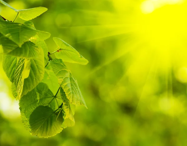 Green leafs background — Stock Photo, Image