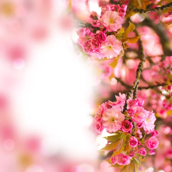 Sakura virágzó — Stock Fotó