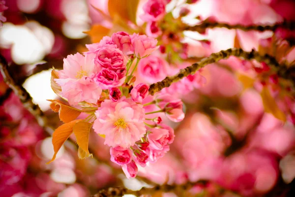 Sakura bloeien — Stockfoto