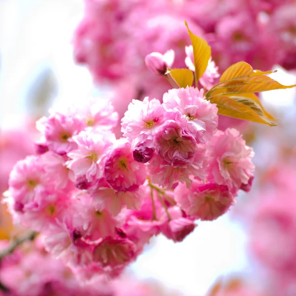 Blomstrende Sakura – stockfoto