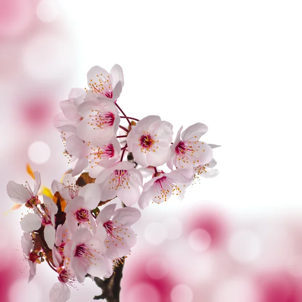 Яблочный цветущий макрос — стоковое фото