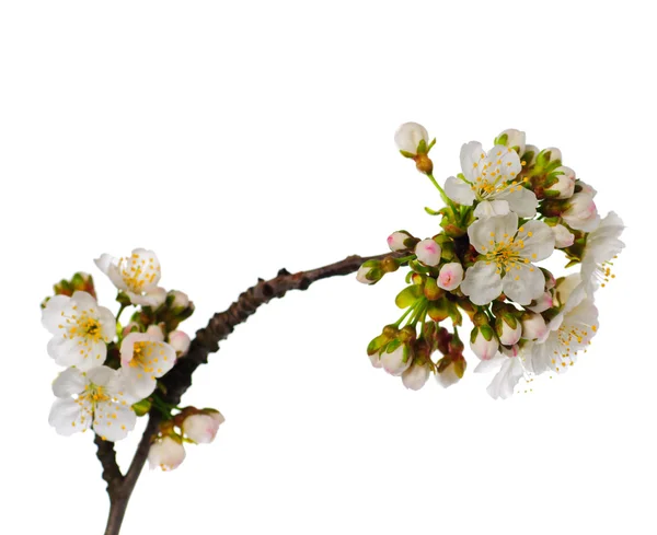 Třešňový květ, samostatný — Stock fotografie