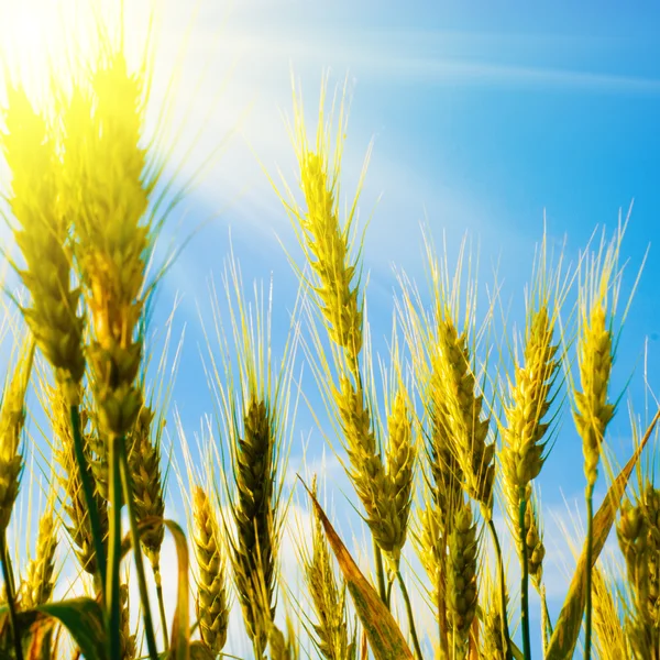 Ladang gandum dengan sinar matahari — Stok Foto