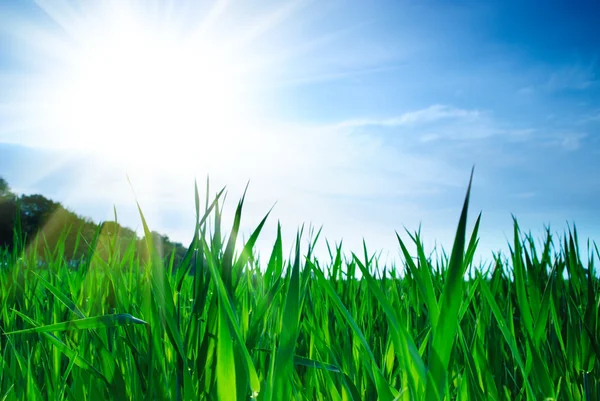 Groen gras en lucht — Stockfoto