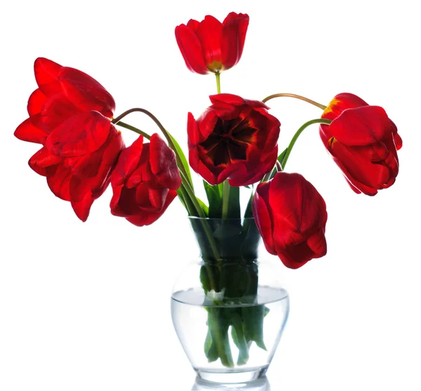 Červené tulipány, samostatný — Stock fotografie