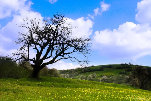 Bir yaşlı ağaç — Stok fotoğraf