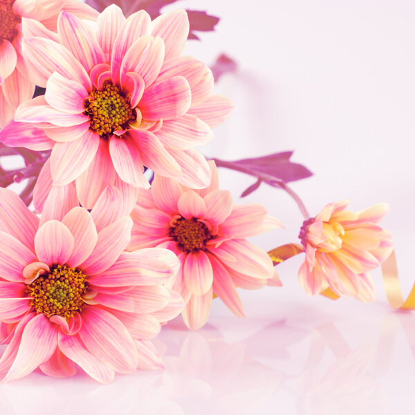 Pink daisy with gold ribbon