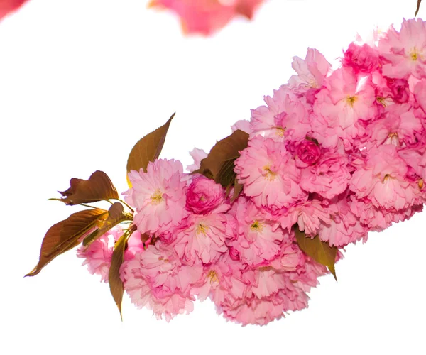 Sakura ανθοφορία — Φωτογραφία Αρχείου