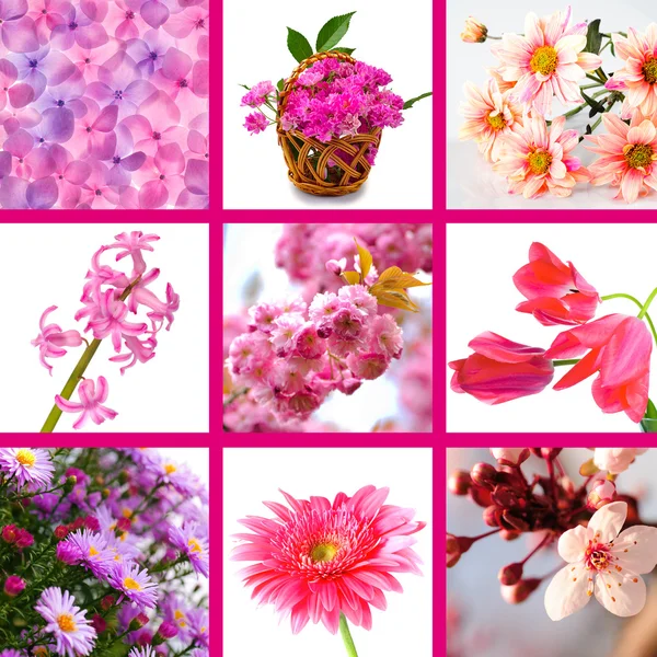 Ροζ λουλούδια κολάζ — Φωτογραφία Αρχείου