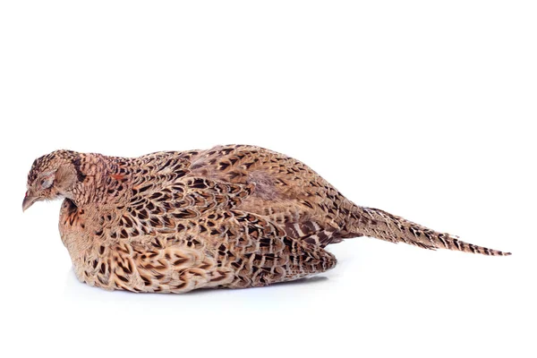 Красивая женщина-фазан — стоковое фото