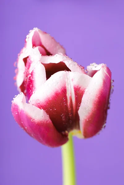 Tulip head with water drops — Stock Photo, Image