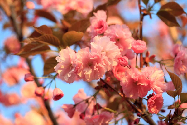 Sakura mekar — Stok Foto