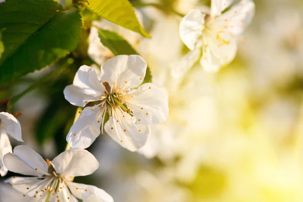 Cseresznyevirág a fán — Stock Fotó