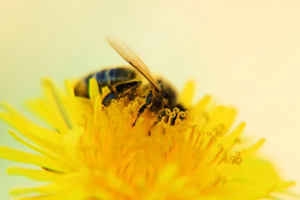 蜜蜂在蒲公英上 — 图库照片
