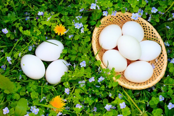 Eier auf Gras — Stockfoto