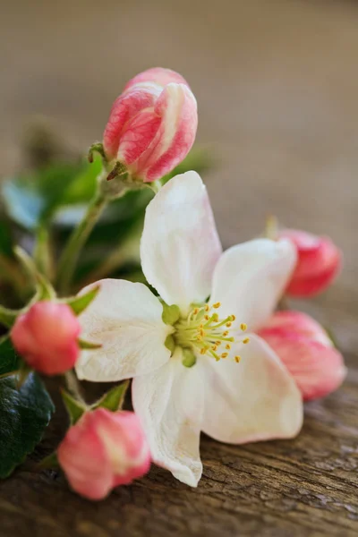 Hruškový květ — Stock fotografie