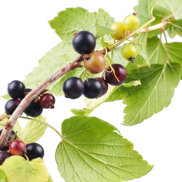 Black currant branch — Stock Photo, Image