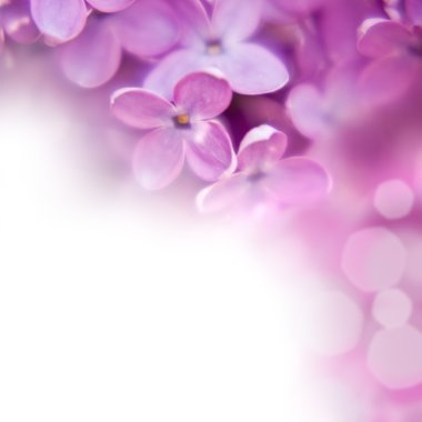 Lilac background clipart