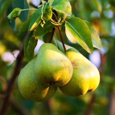 Pears on tree clipart