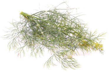 Dill.