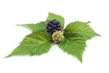 izole blackberry Şubesi