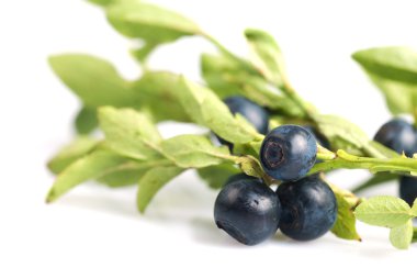 bilberry