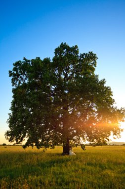 Wedding tree clipart