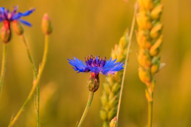 Cornflower in wheat clipart