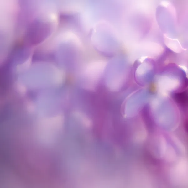 Defocused lilac background — Stock Photo, Image