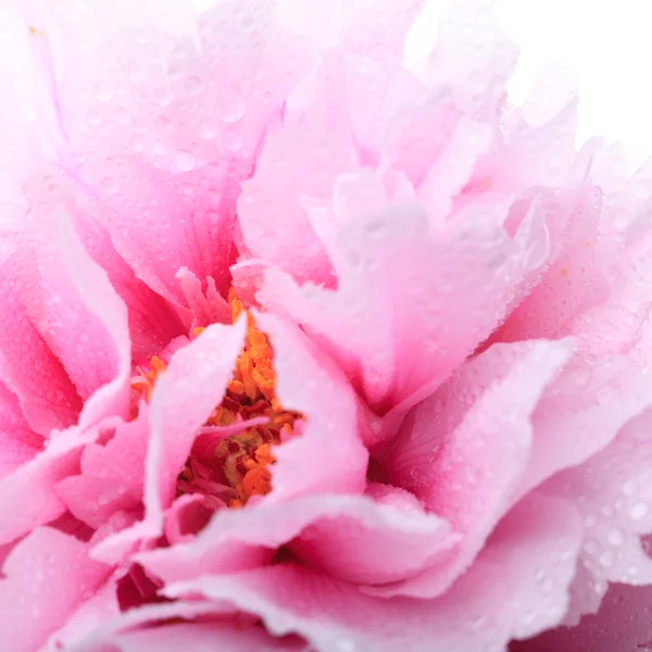 ピンクの牡丹をクローズ アップ — ストック写真