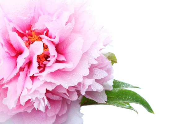 Rózsaszín bazsarózsa közelről — Stock Fotó