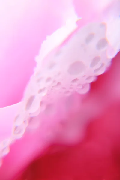 핑크 페니스의 배경 — 스톡 사진