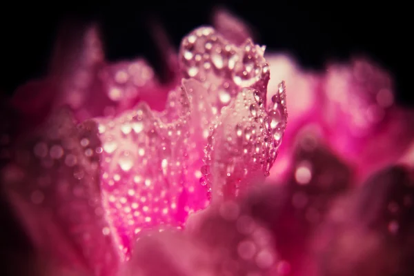粉红牡丹背景 — 图库照片