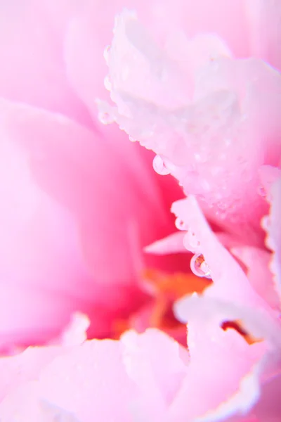 Sfondo peonia rosa — Foto Stock