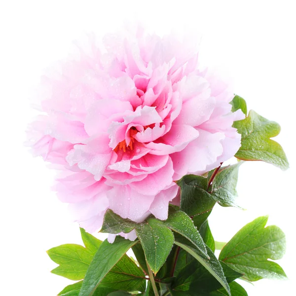 Rosa peônia de perto — Fotografia de Stock