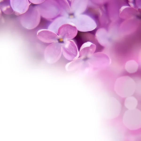 Kontekst liliowy — Zdjęcie stockowe