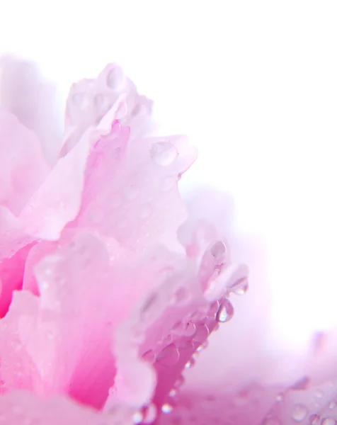 Roze pioen close-up — Stockfoto