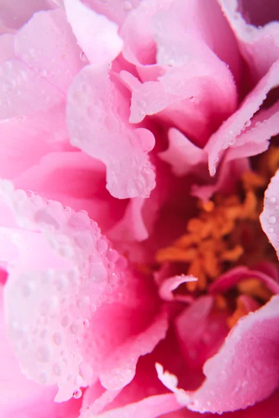 Peonia rosa da vicino — Foto Stock