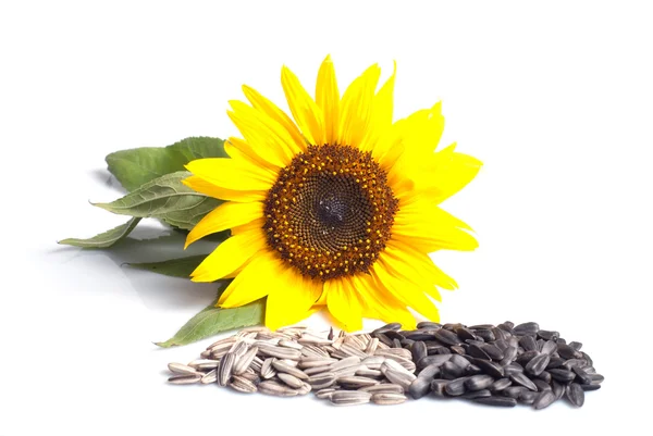 stock image Sunflower seeds